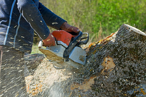 Seasonal Cleanup (Spring/Fall) in Marengo, IA