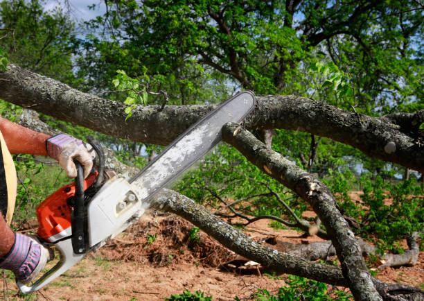 Trusted Marengo, IA Tree Care Services Experts